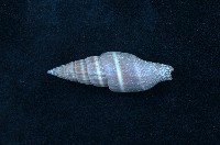 藏品(黑筆螺)的圖片